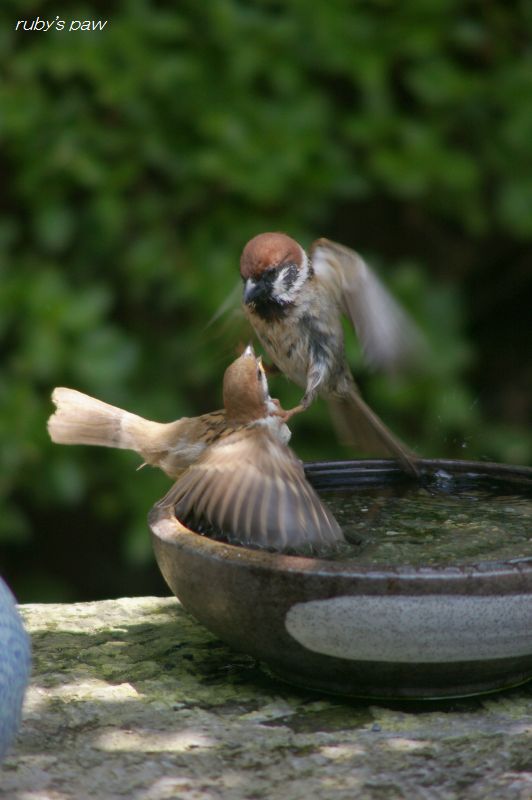 ビオトープ ガーデン…野鳥が訪れる庭 ２ | 山梨で建物をよりすてきに